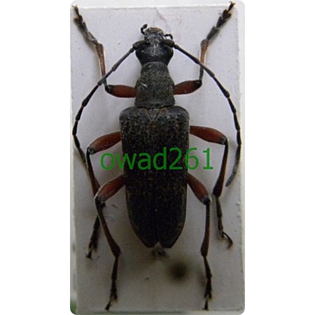 Evodinus clathratus (Fabricius, 1792) Zgrubek górski